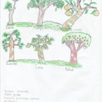 Dessin des Contes "Les arbres de mon village"