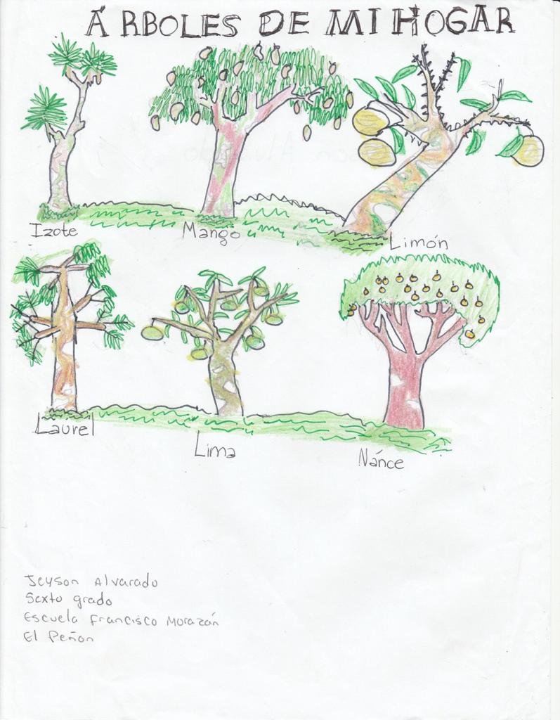 Dessin des Contes "Les arbres de mon village"